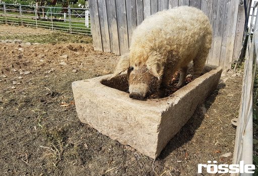 Antiker, eckiger Bauerntrog als Futterplatz